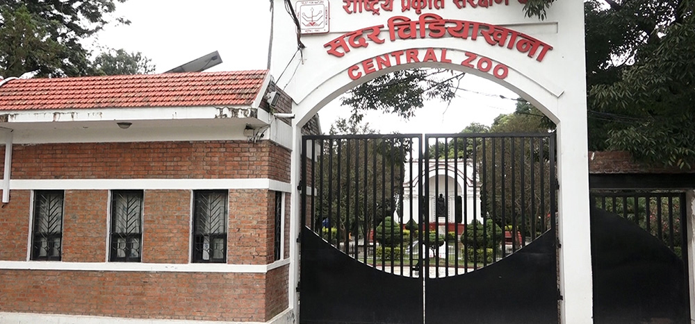 चिडियाखानाबाट रेड पाण्डा चोरी गर्न खोज्ने दुई जना पक्राउ